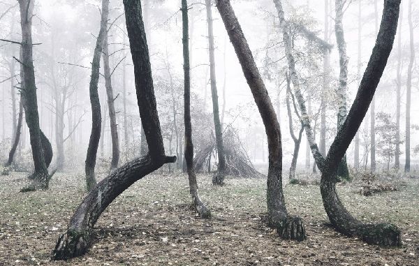 Το μυστηριο δάσος